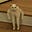 Shiggy's avatar