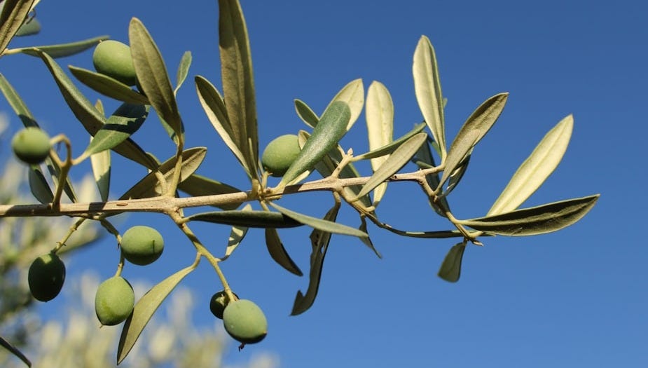 Learn About Olive Leaves Amazing Benefits for BP, Blood Sugar, Brain health, Bacterial and Fungal infections.