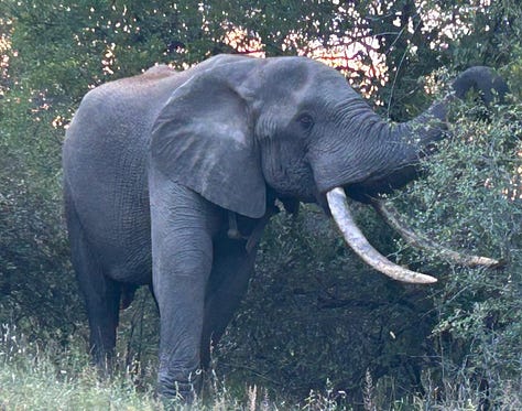 elephant, lion, leopard, rhino