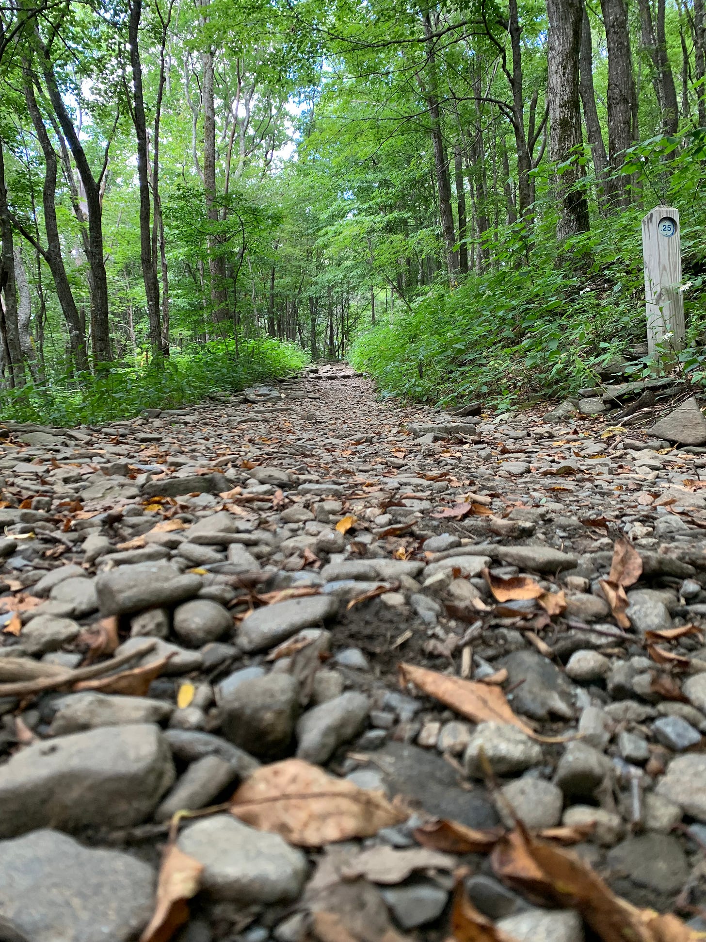 Looking up a rocky pathway into a green forest of tall trees.