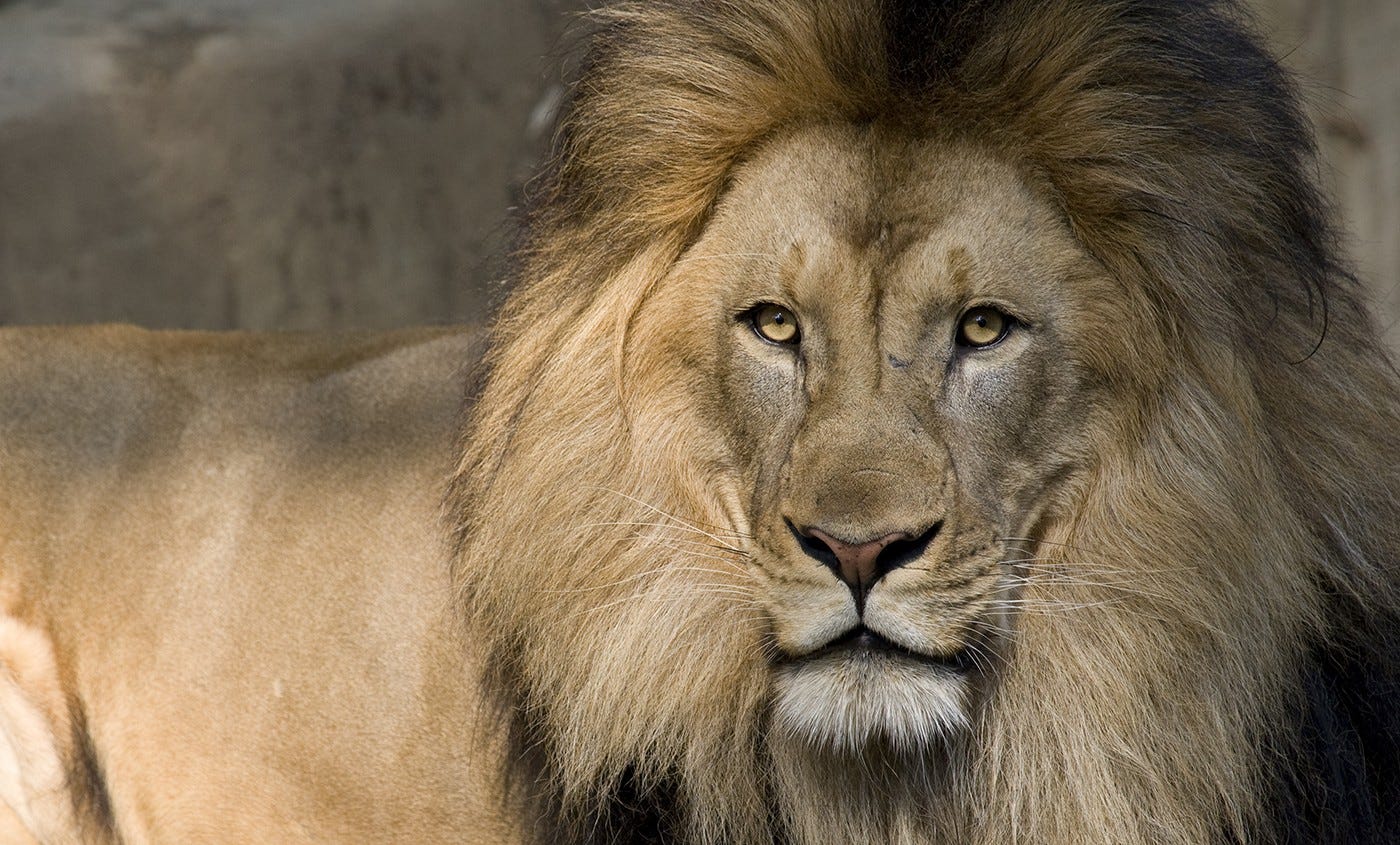 Lion | Smithsonian's National Zoo