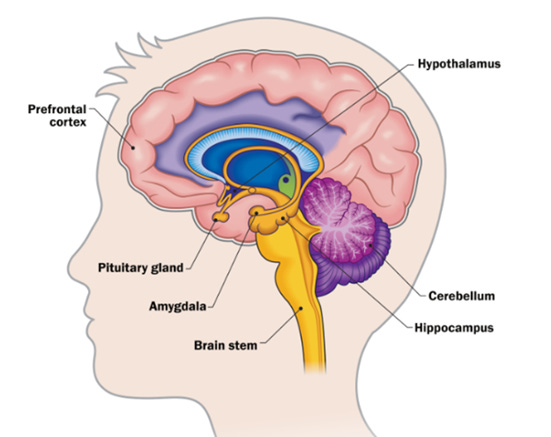 This image has an empty alt attribute; its file name is brain.png