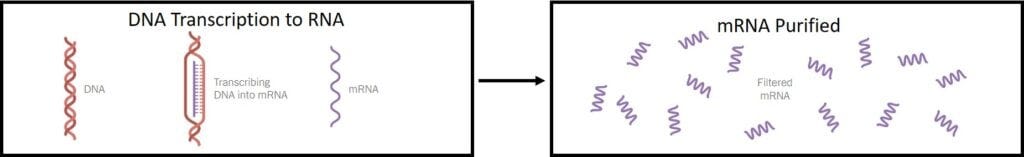 Contaminación de ADN Transcripción y purificación de ARNm