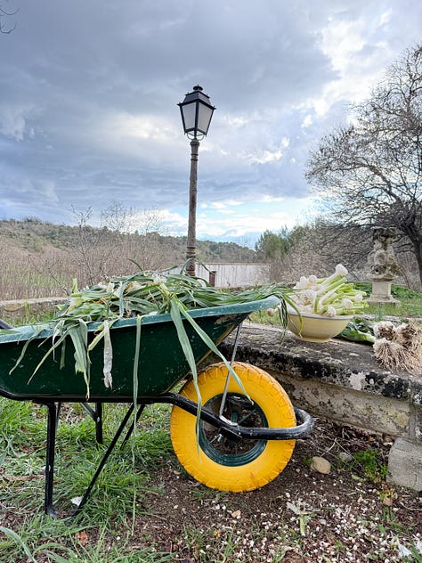 Des photos du travail dans mon jardin pour préparer les cébettes