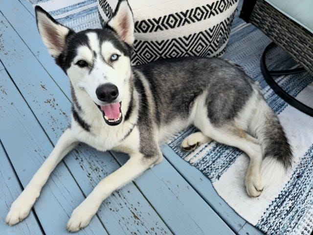 Porco the dog Porco the dog