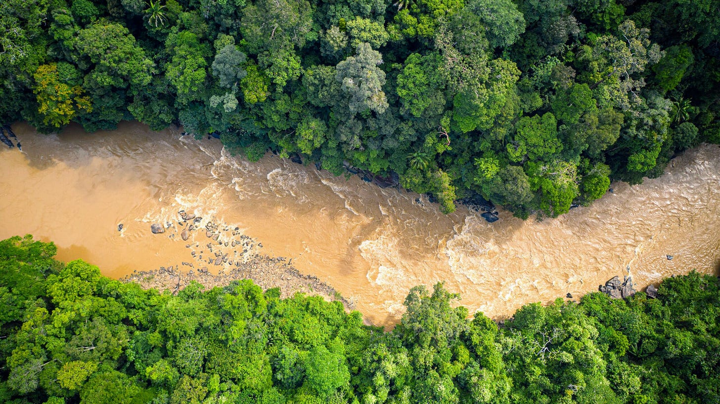 Tapajos River Hidden Diversity In Prochilodus Nigricans: A New Genetic