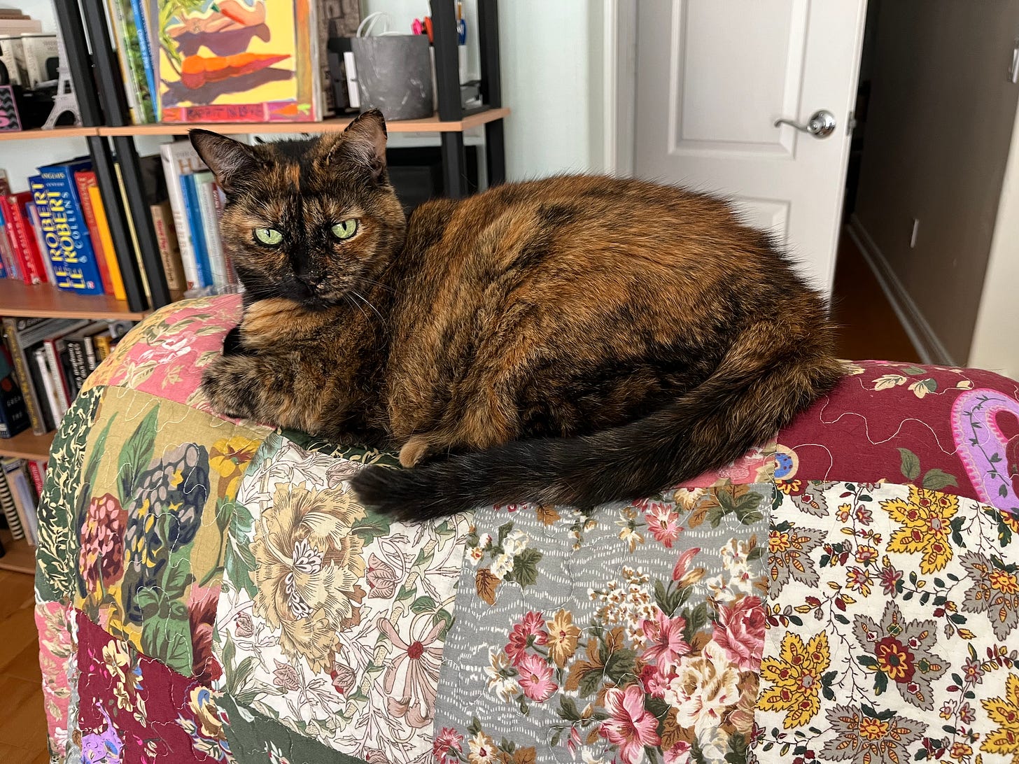 This is HRH Princess Pookie! Courtesy of Wonkette Operative Sandi This is HRH Princess Pookie! Courtesy of Wonkette Operative Sandi