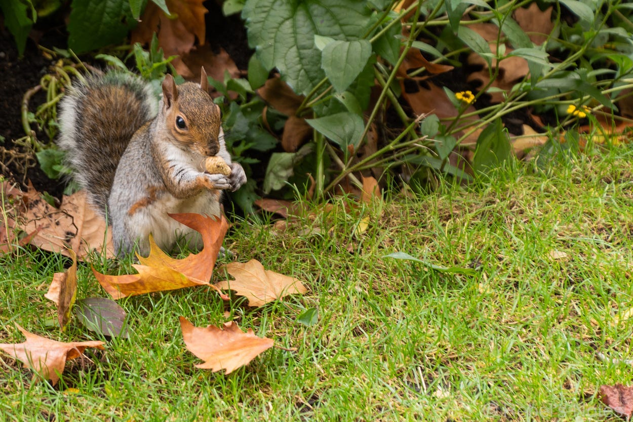 An image of an eaiting squirrel in nature.