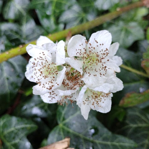 White flowers and details spotted on a walk, yarrow, bramble flowers, the white back of a poplar leaf