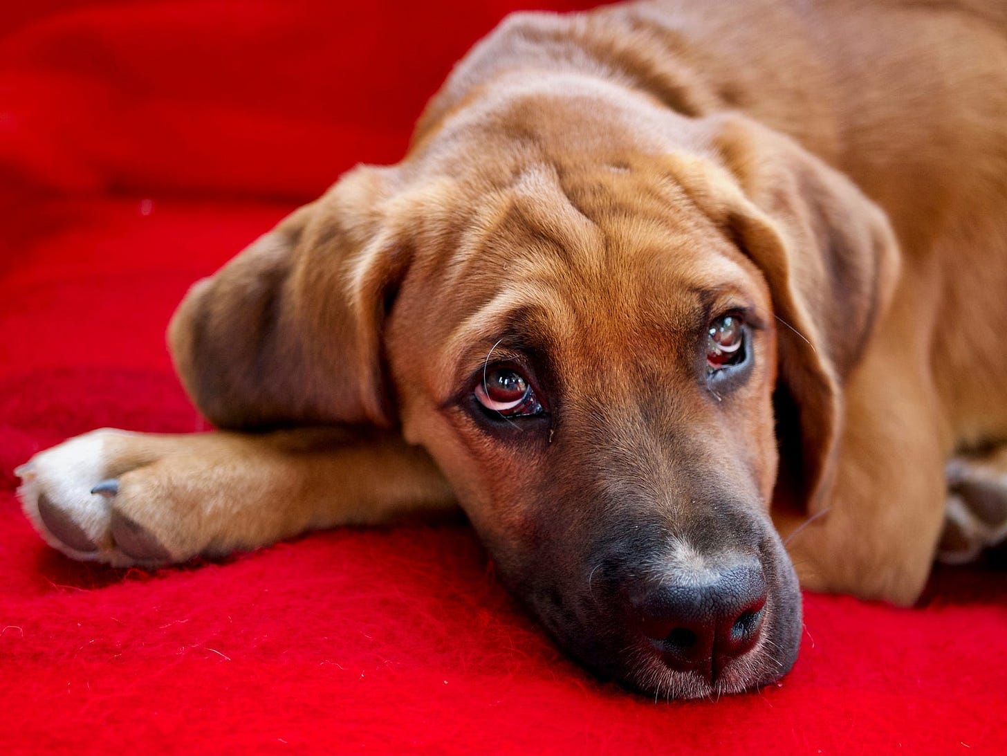 Dog resting on his paw staring up with sad eyes.