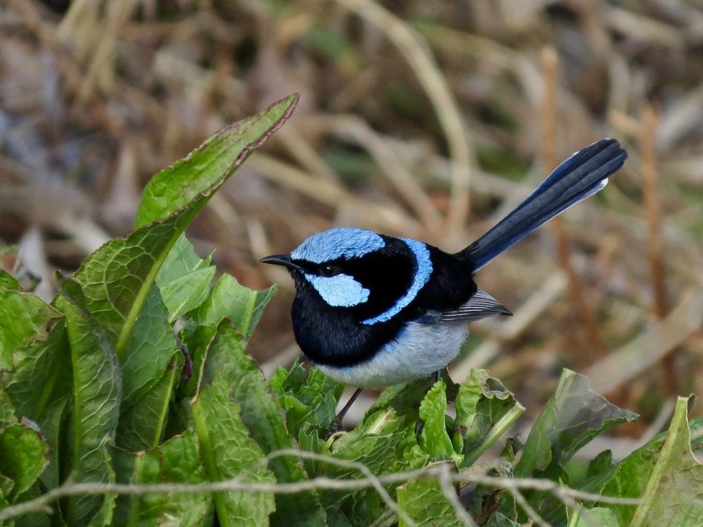 Male Superb Fairy-wren (Carol Probets) Male Superb Fairy-wren (Carol Probets)