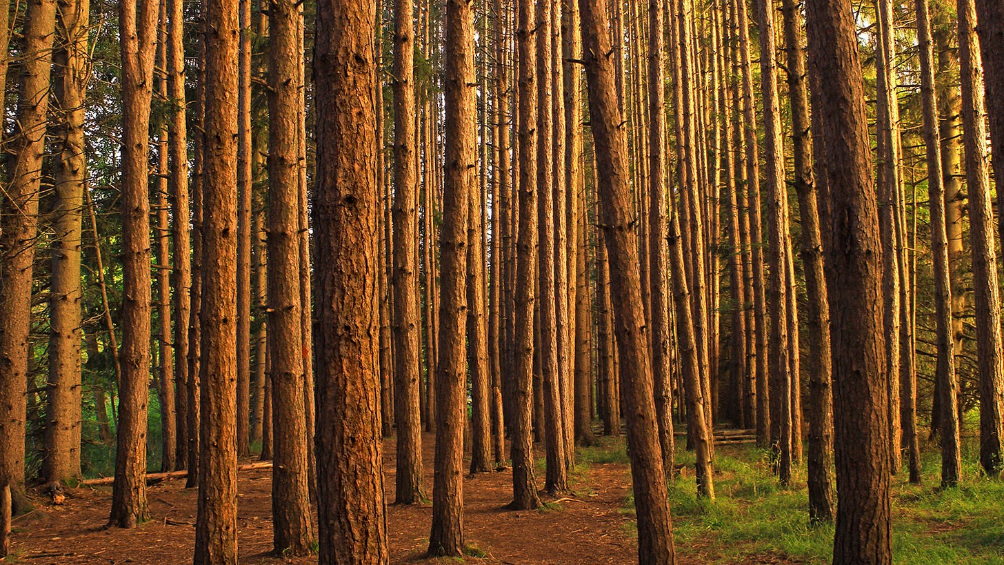 Monoculture pinetree forest devoid of warmth or beauty.