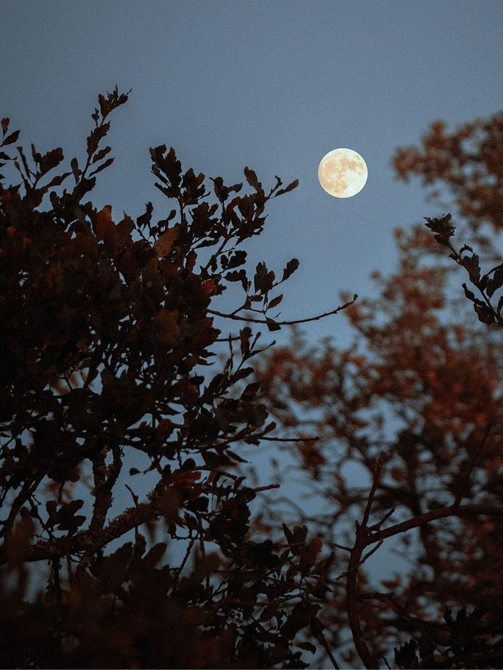 A lit hearth fire glowing inside a brick fireplace, paired with the full Snow Moon rising through bare winter branches — reflecting Imbolc’s threshold between inner warmth and returning lunar light.