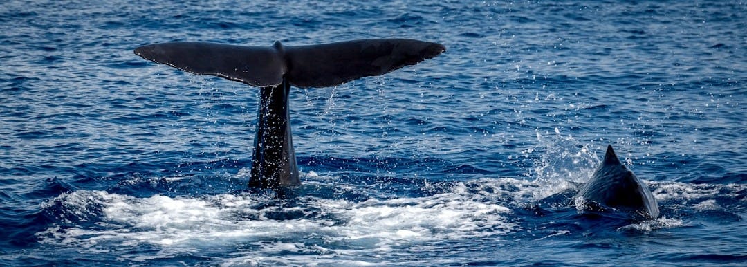 whale tail on body of water during daytime