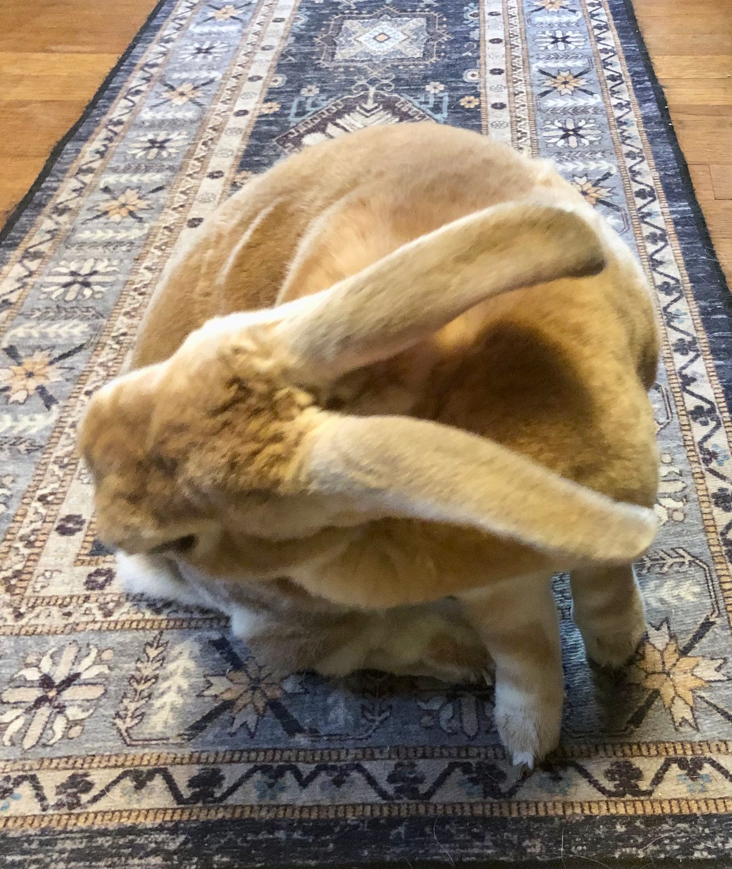 Rabbit twisting