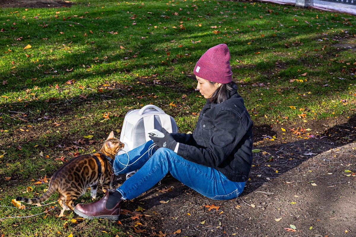 woman sitting on grass with a bengal cat on a leash looking up at her in autumn light