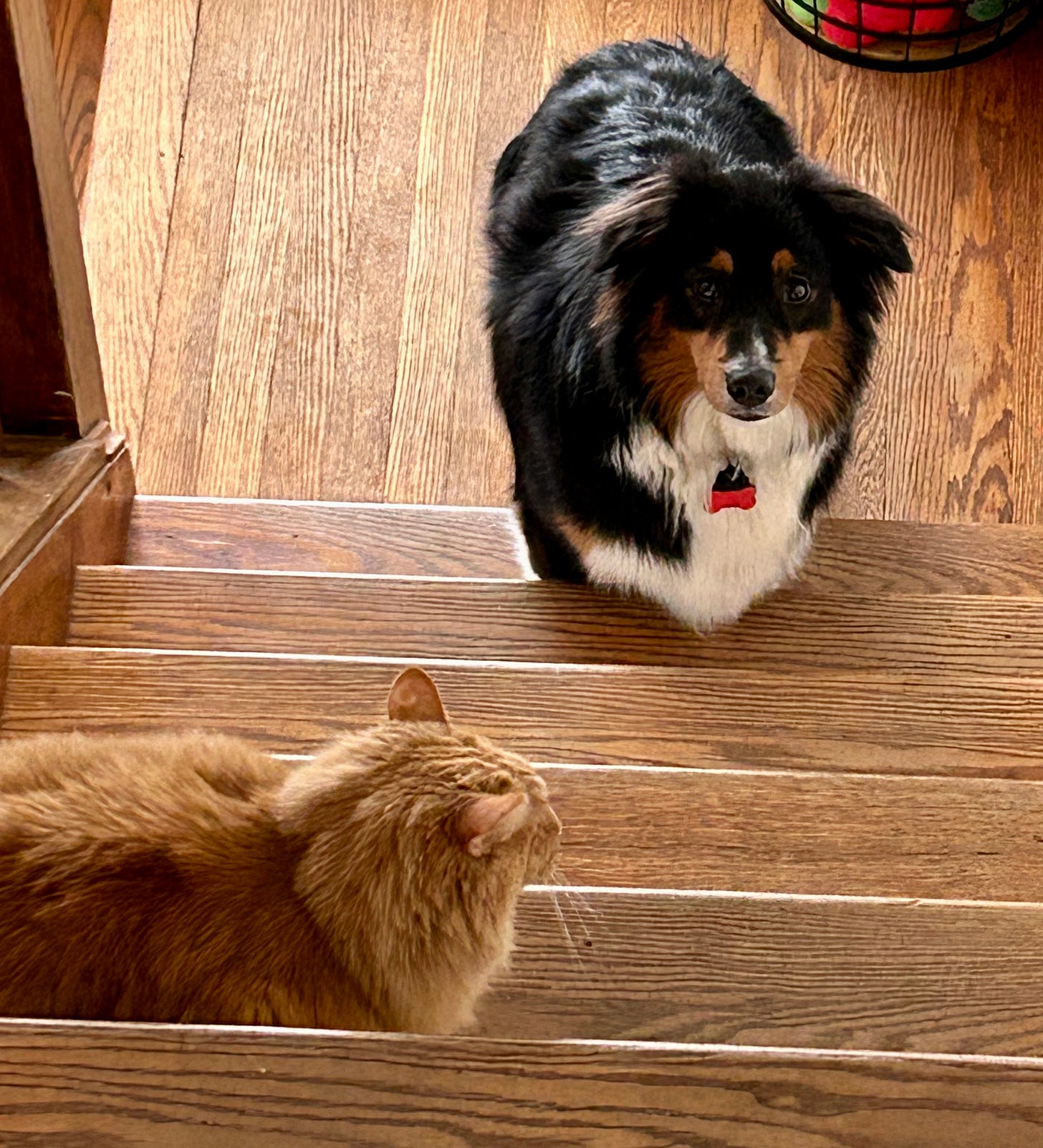 Photo shows my black, white, and brown dog Harry at the bottom of a wooden staircase attempting to find courage to climb past our beautiful, terrifying, fluffy orange cat Zoey.