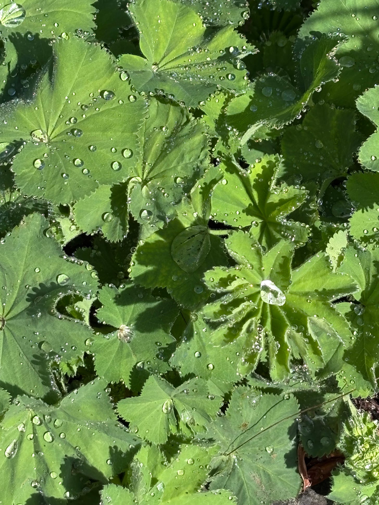 water droplets on leaves