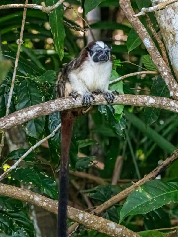 20260218-Panama-578-Edit.jpg 20260218-Panama-578-Edit.jpg