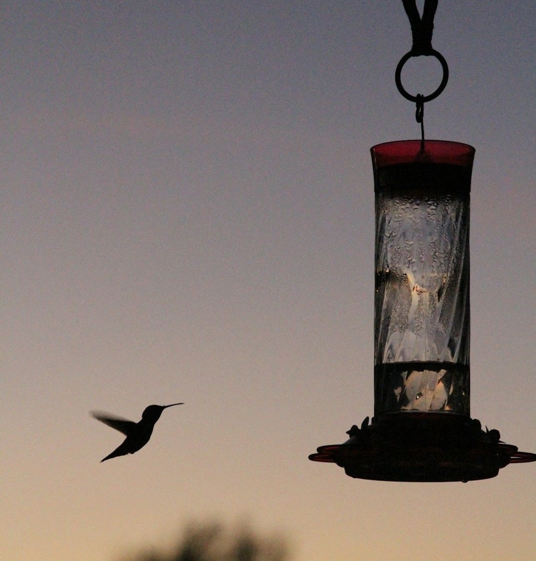 silhouette of bird on red bird feeder silhouette of bird on red bird feeder