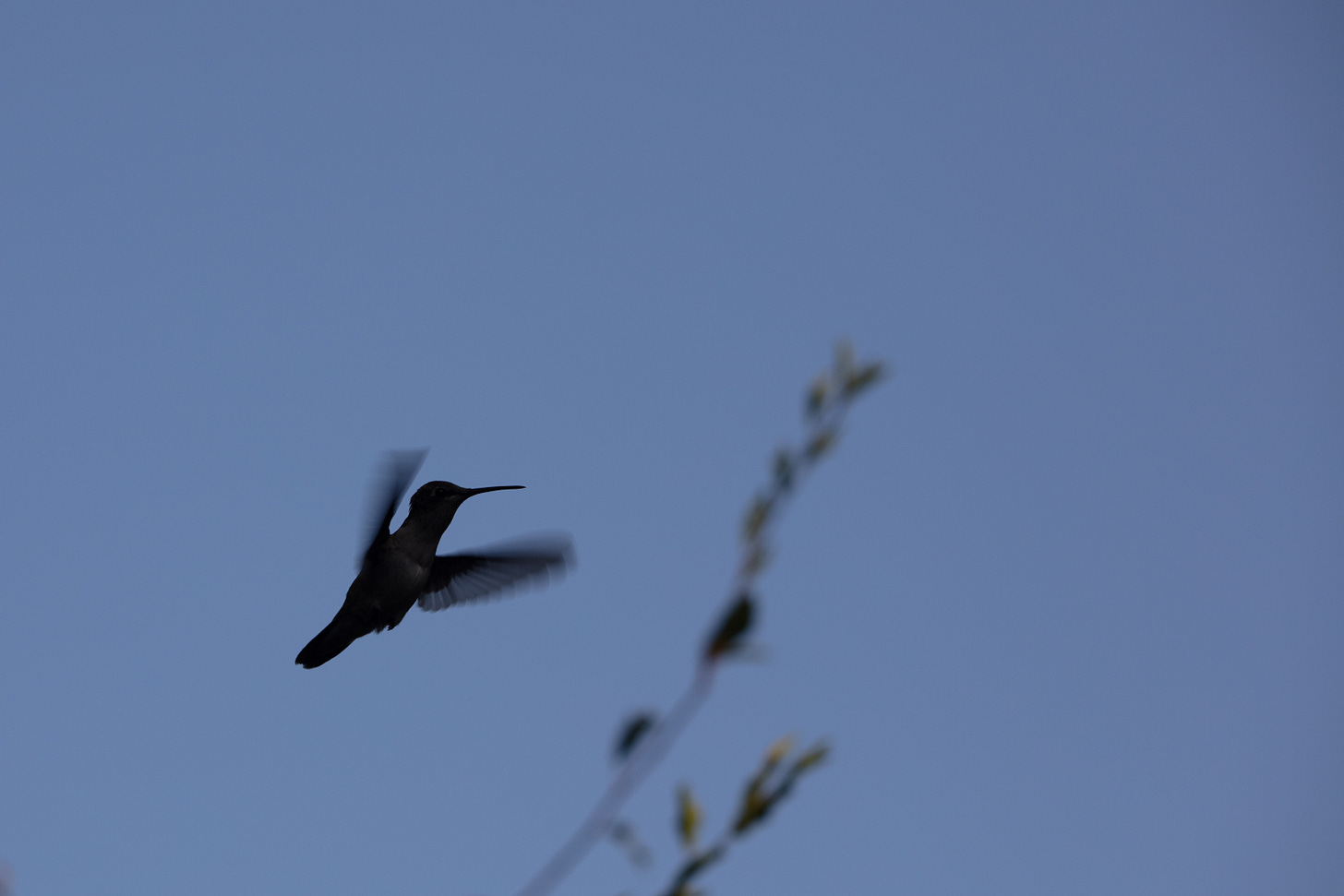A dark blue sky with a black silhouette of a flying hummingbird, wings a fast-moving blur. Two thin leafy branches point upwards in the background