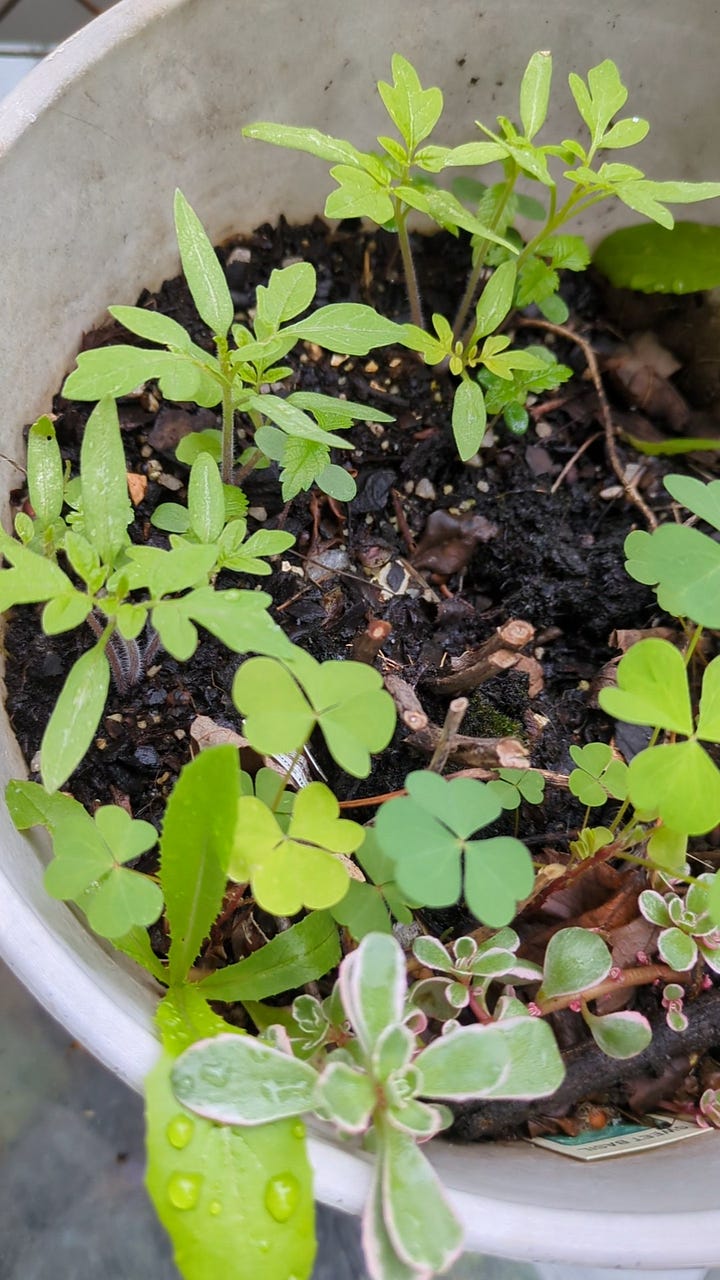 Tomato seedlings, one in it's own pot and some others sharing space.