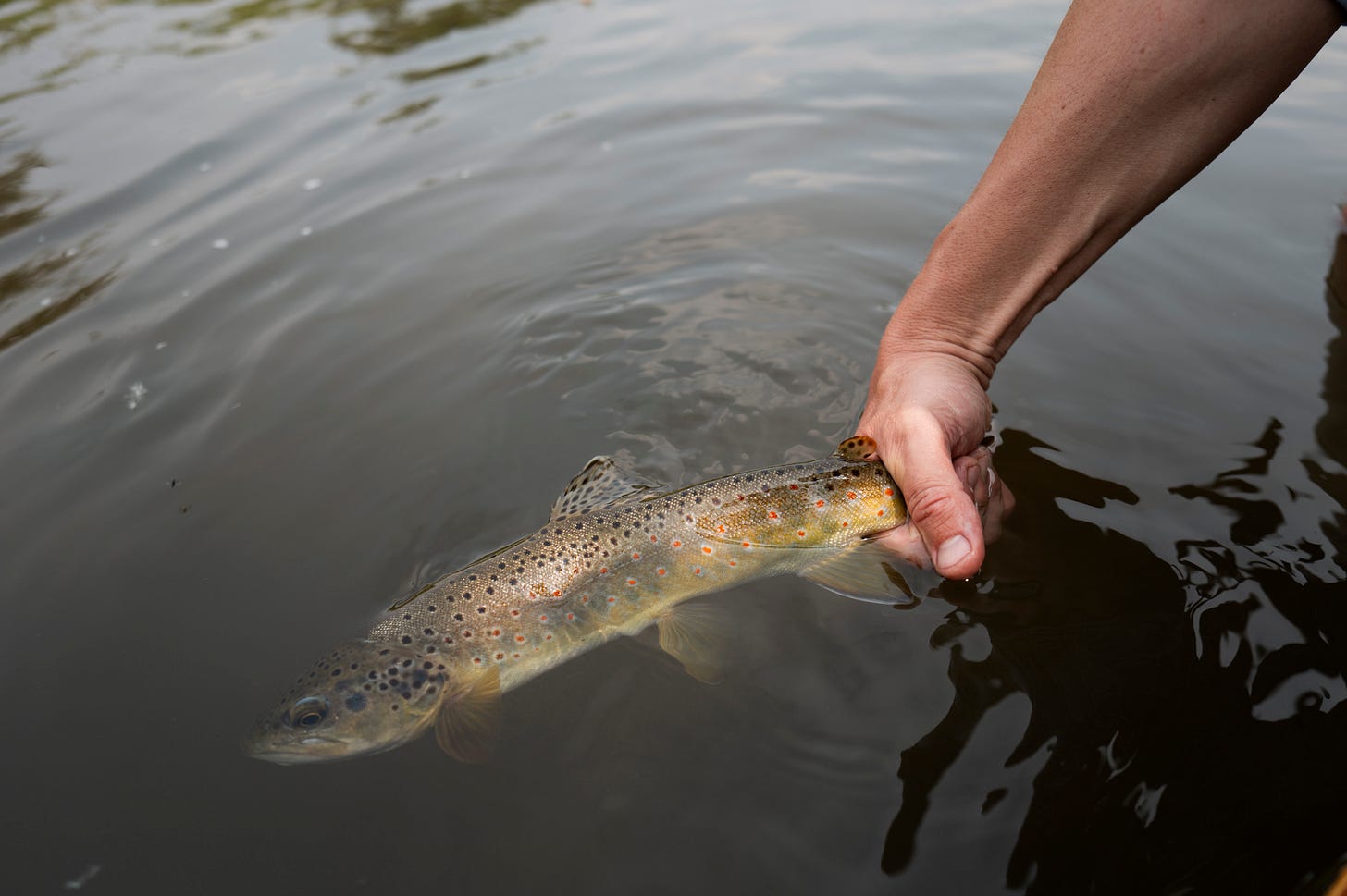 Brown Trout from Jefferson, CO. Brown Trout from Jefferson, CO.