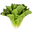 The Lettuce