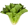The Lettuce