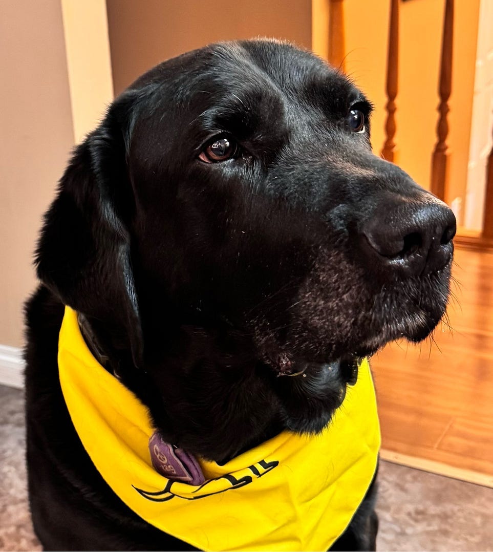 a black lab close up wearing a yellow scarf that says CNIB Guide Dogs
