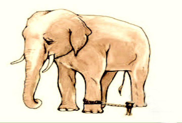 The Elephant and The Rope: The Domestication of the Human Mind. | Lanre ... The Elephant and The Rope: The Domestication of the Human Mind. | Lanre ...