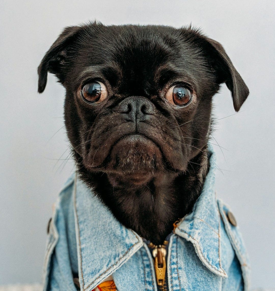 black dog wearing blue denim collar black dog wearing blue denim collar