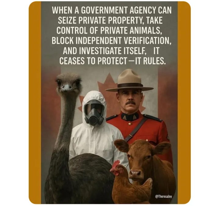 Ostrich Slaughter in Canada