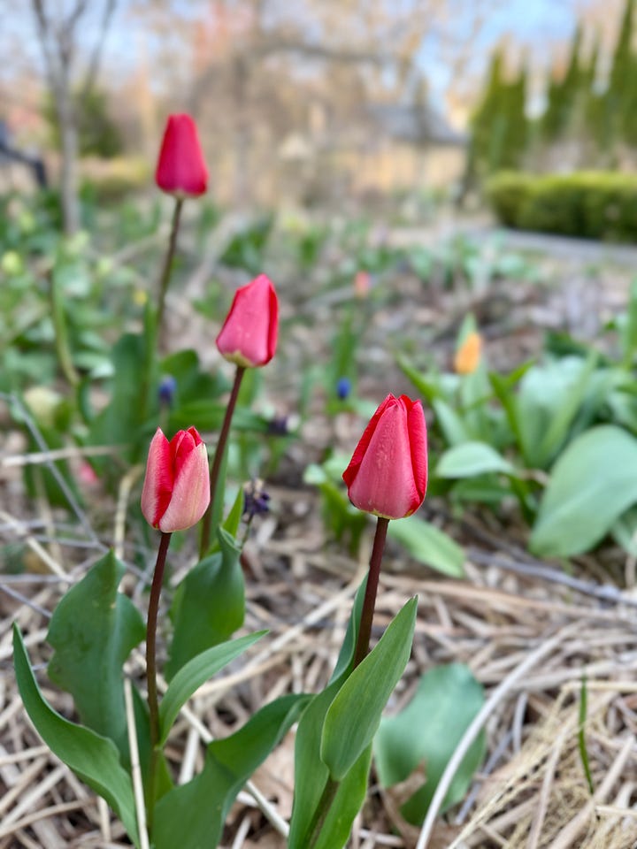 The red tulips with dark stems, T. 'Fostery King', are just beginning with Muscari latifolium in the Hot border