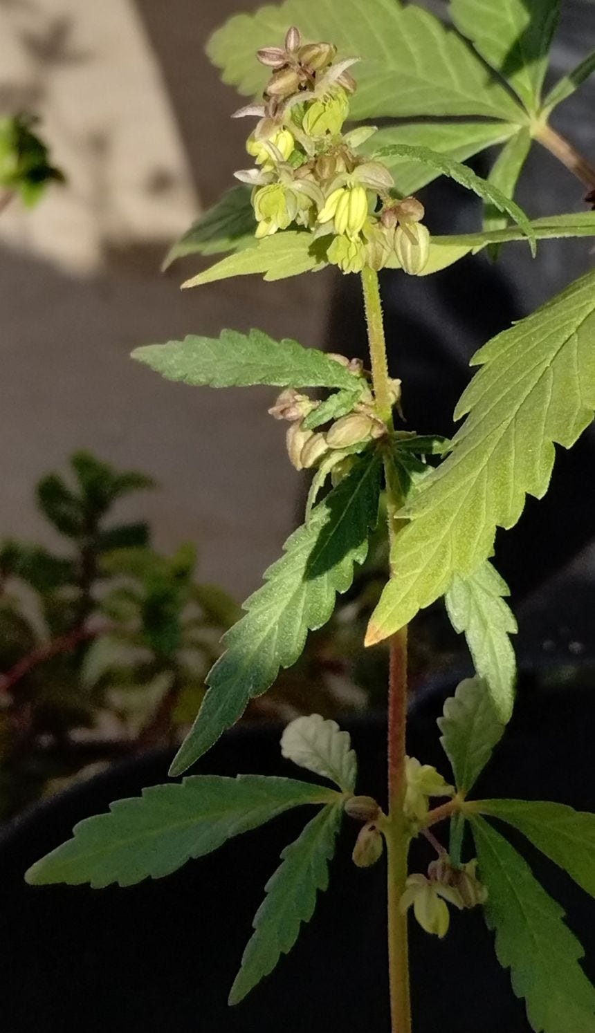 male sativa flowers