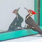 A Woodpecker’s Revenge