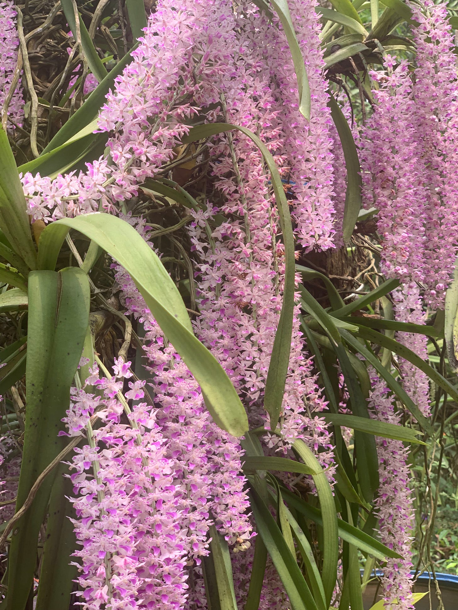 Kopou - Assam's State Flower