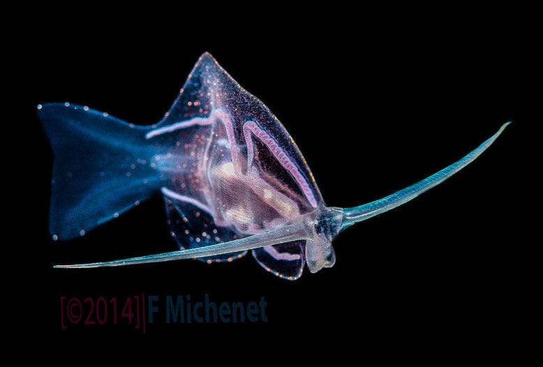 Meet Phylliroe: the sea slug that looks and swims like a fish – The Helm  Lab Blog