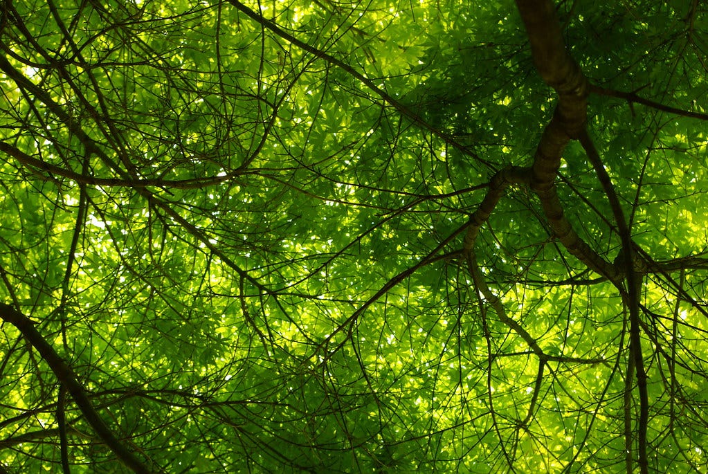 Tree canopy