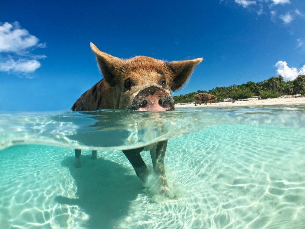 Wild, swiming pig on Big Majors Cay in The Bahamas