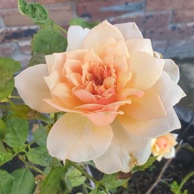 Summer Roses in Bloom