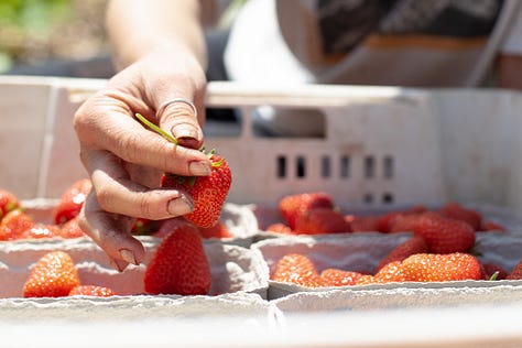 Pictures of strawberries grown in fields and strawberries being picked