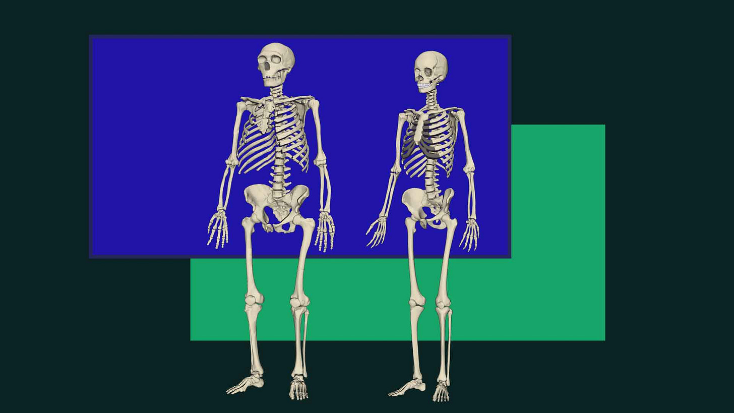 Neanderthal and modern skeletons, Neanderthal larger than the modern, with color blocks Neanderthal and modern skeletons, Neanderthal larger than the modern, with color blocks