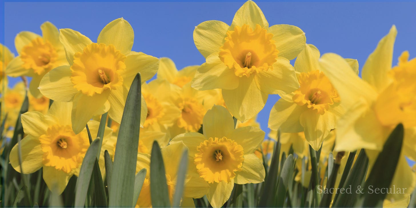 A low-angle view of bright yellow daffodils blooming against a clear blue sky, their flowers filling the frame as sunlight illuminates the petals and green stems. A low-angle view of bright yellow daffodils blooming against a clear blue sky, their flowers filling the frame as sunlight illuminates the petals and green stems.