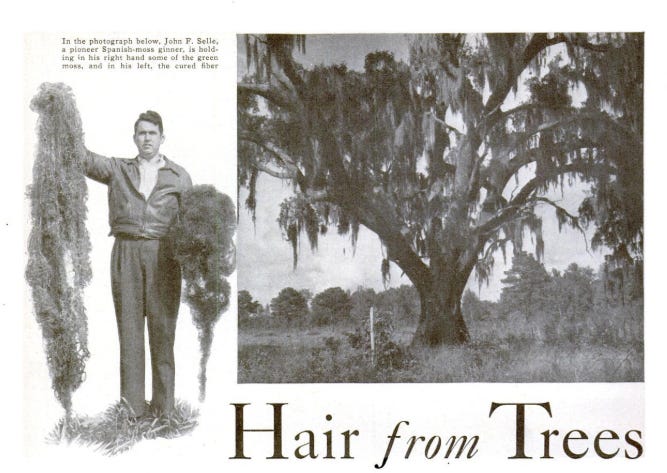 Man holding spanish moss with title "Hair from Trees"