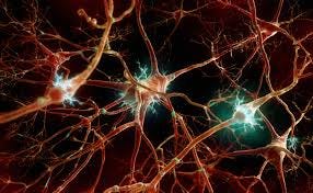Sleep Shrinks the Brain--and That's a Good Thing - Scientific American