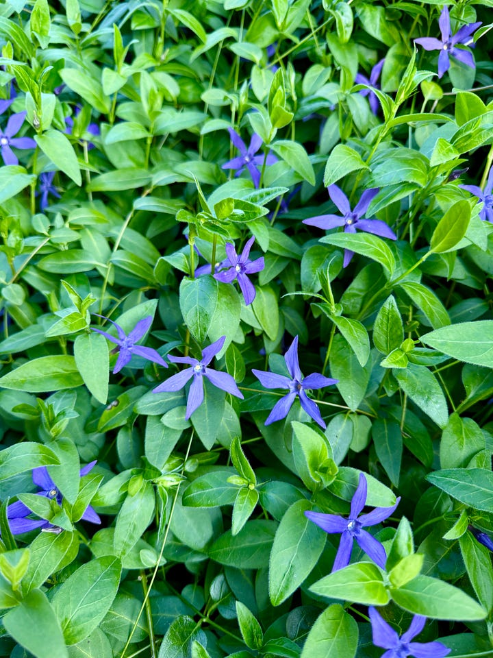 Yellow Tulip sylestris and purple Joy-of-the-Ground (Vinca major) on the moat walls in the Bishop's Palace Garden.