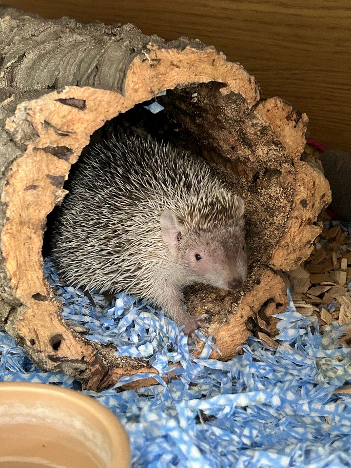 Three cats, one dog and a tenrec.