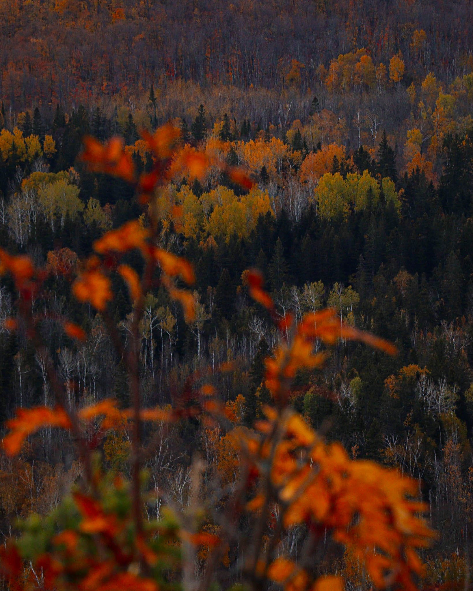 Maddy’s Guide To A Cozy Northern Autumn🍁