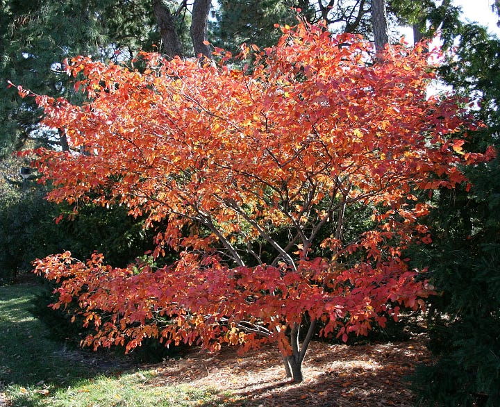 Two pictures of trees, both with red and orange foliage.